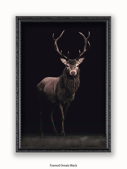Highland Stag Black Background Poster