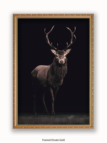 Highland Stag Black Background Poster