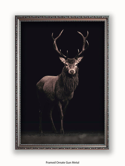 Highland Stag Black Background Poster