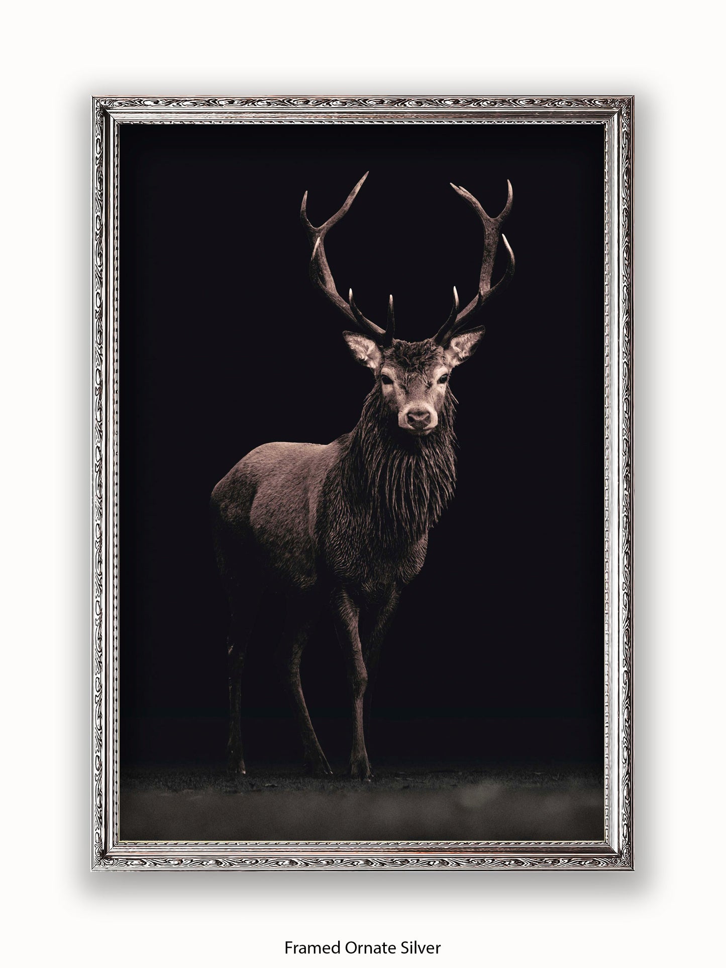 Highland Stag Black Background Poster