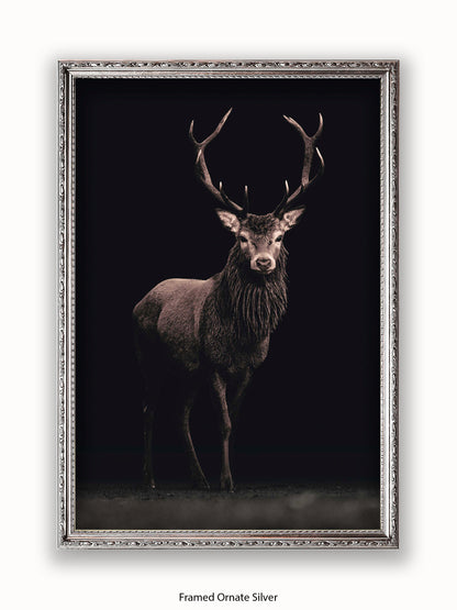 Highland Stag Black Background Poster