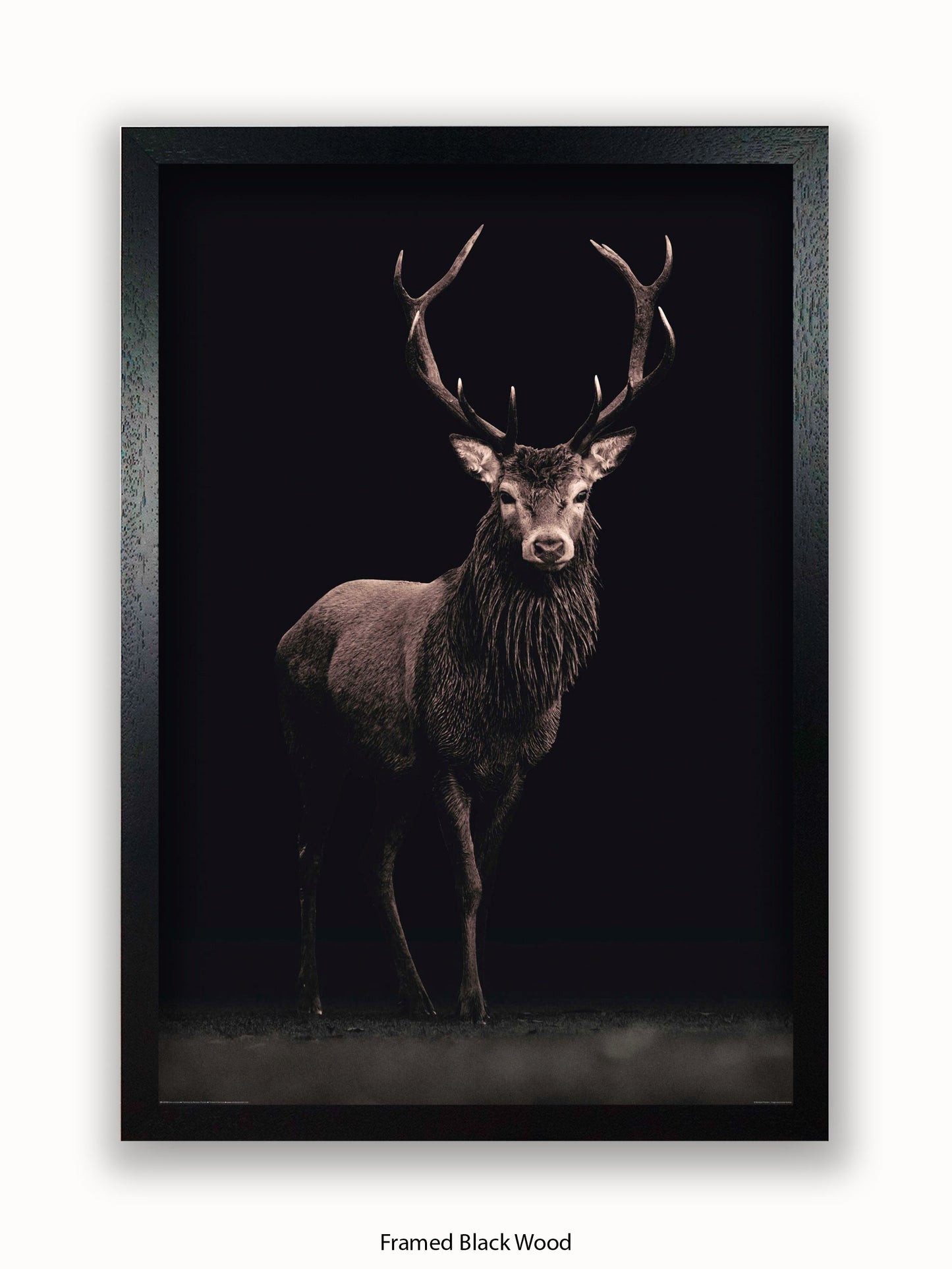 Highland Stag Black Background Poster