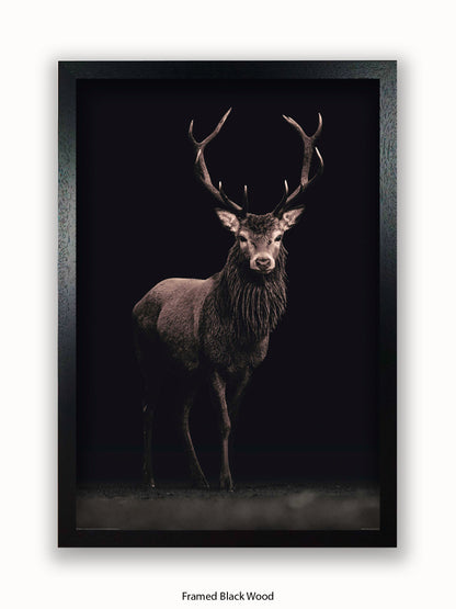 Highland Stag Black Background Poster