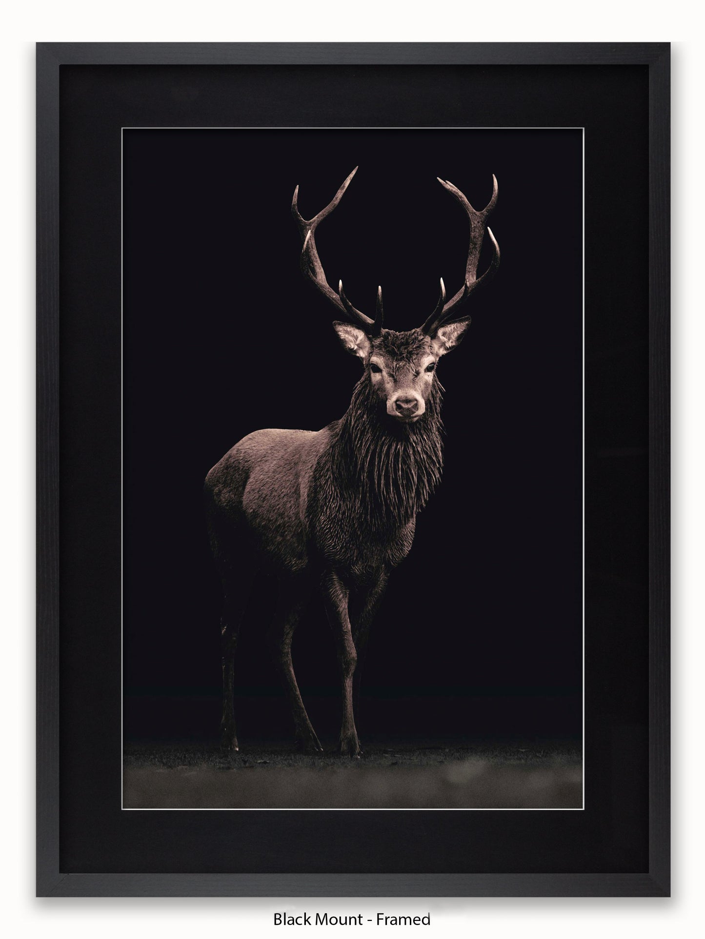 Highland Stag Black Background Poster
