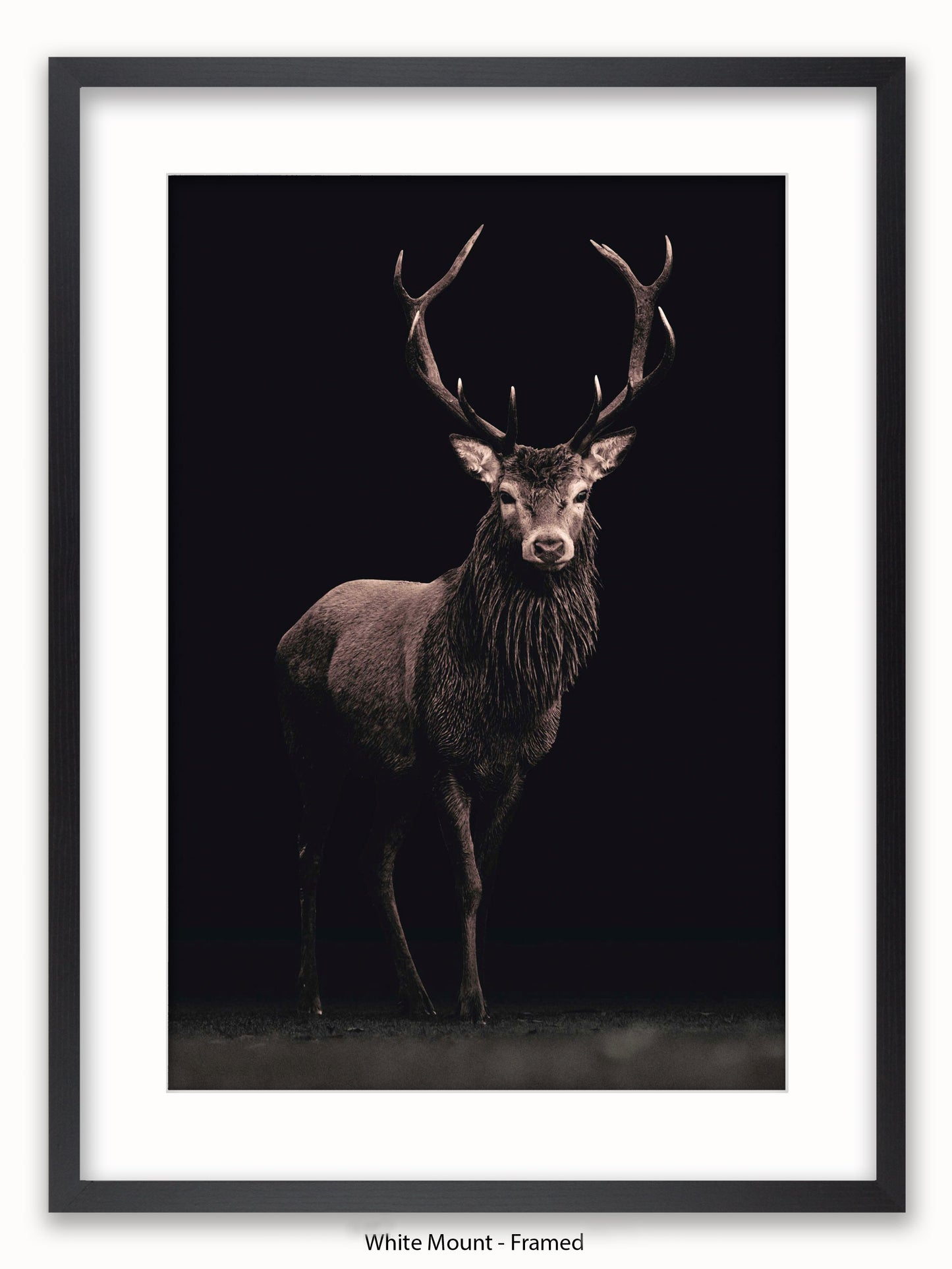 Highland Stag Black Background Poster