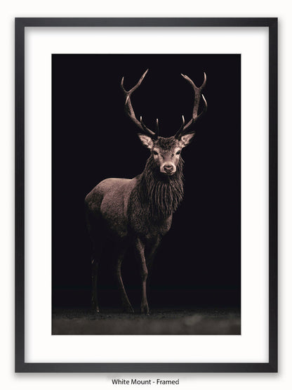 Highland Stag Black Background Poster