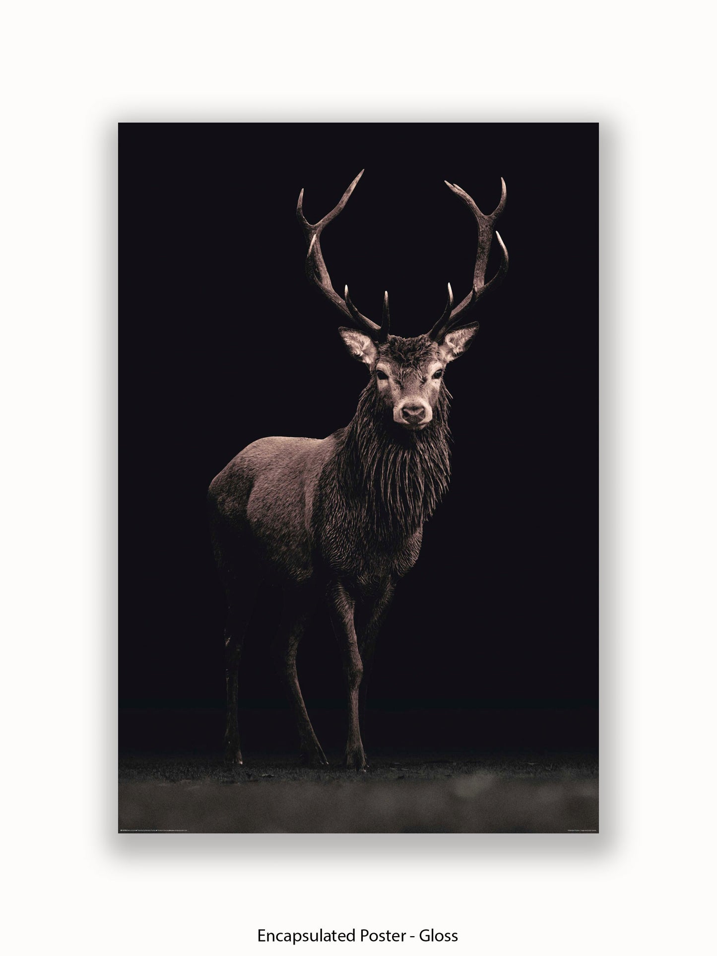 Highland Stag Black Background Poster