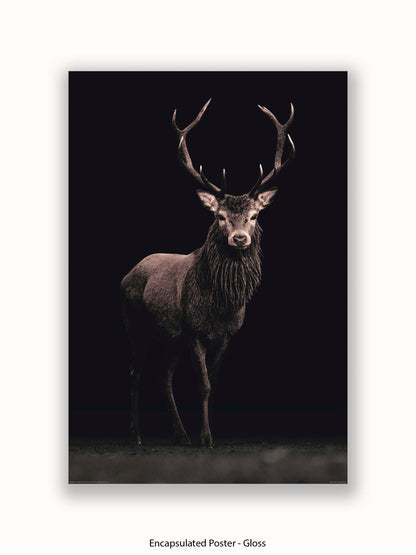 Highland Stag Black Background Poster