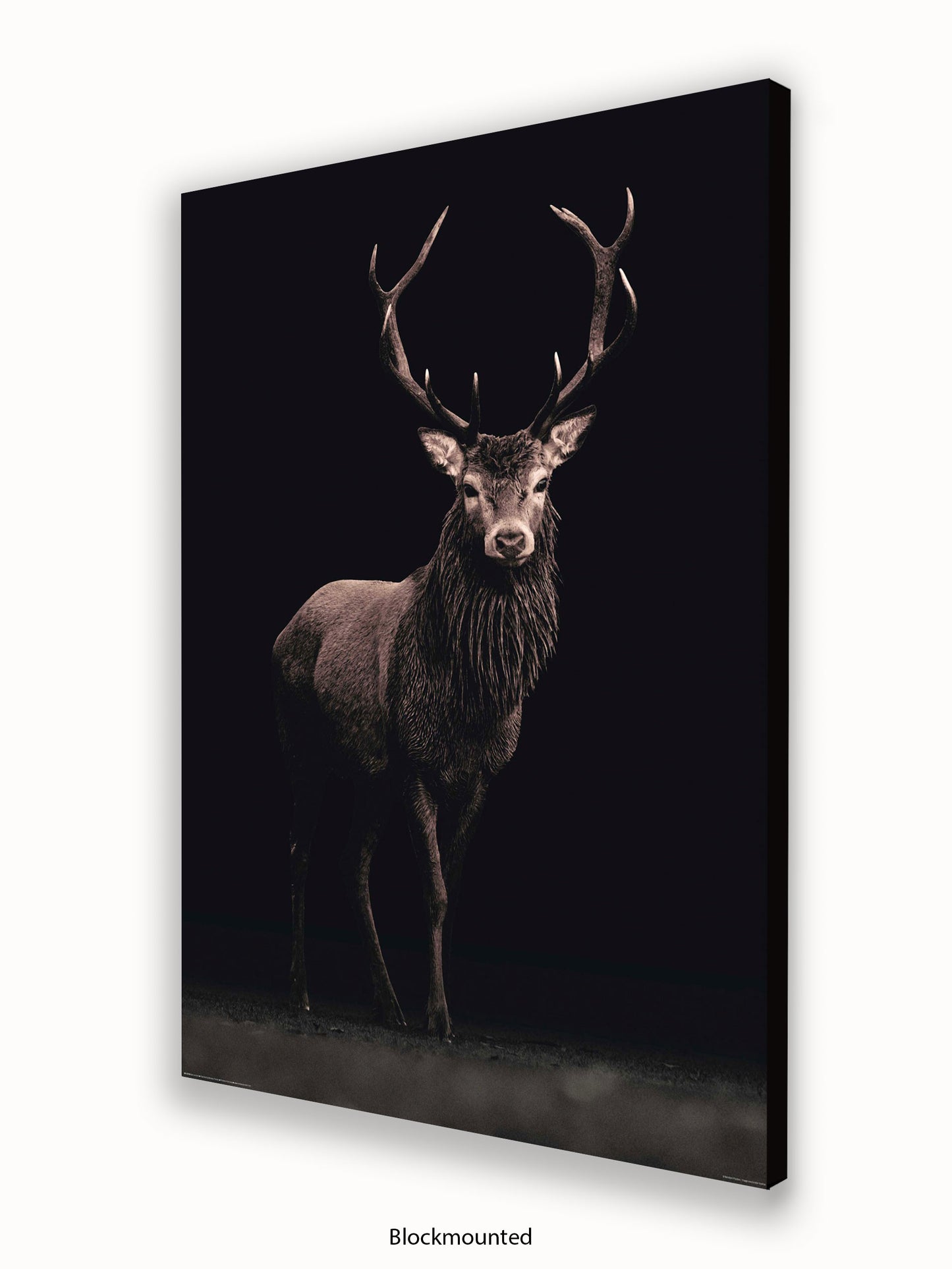 Highland Stag Black Background Poster