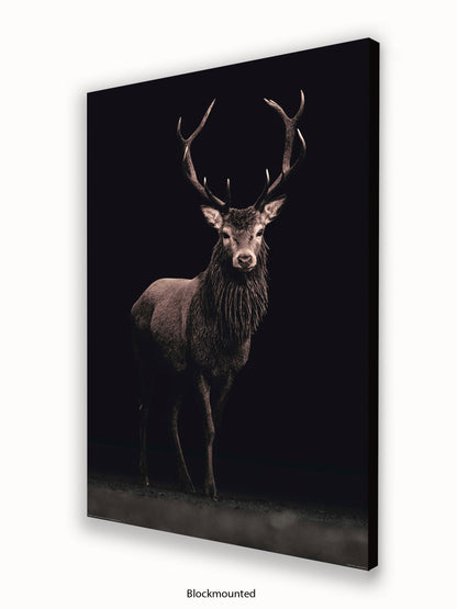 Highland Stag Black Background Poster