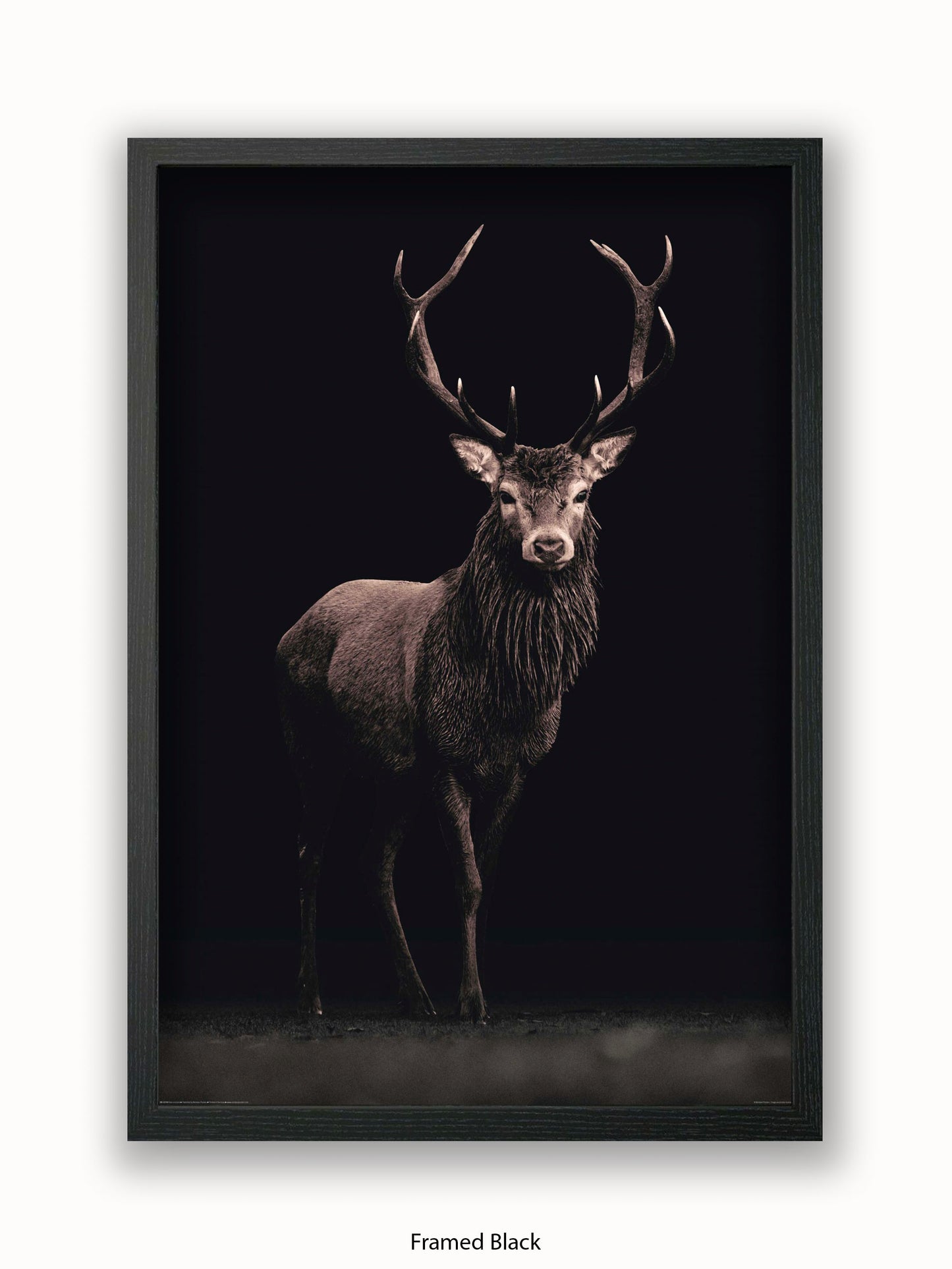 Highland Stag Black Background Poster