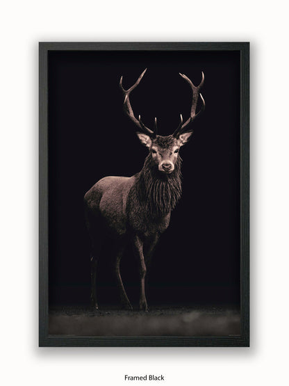 Highland Stag Black Background Poster