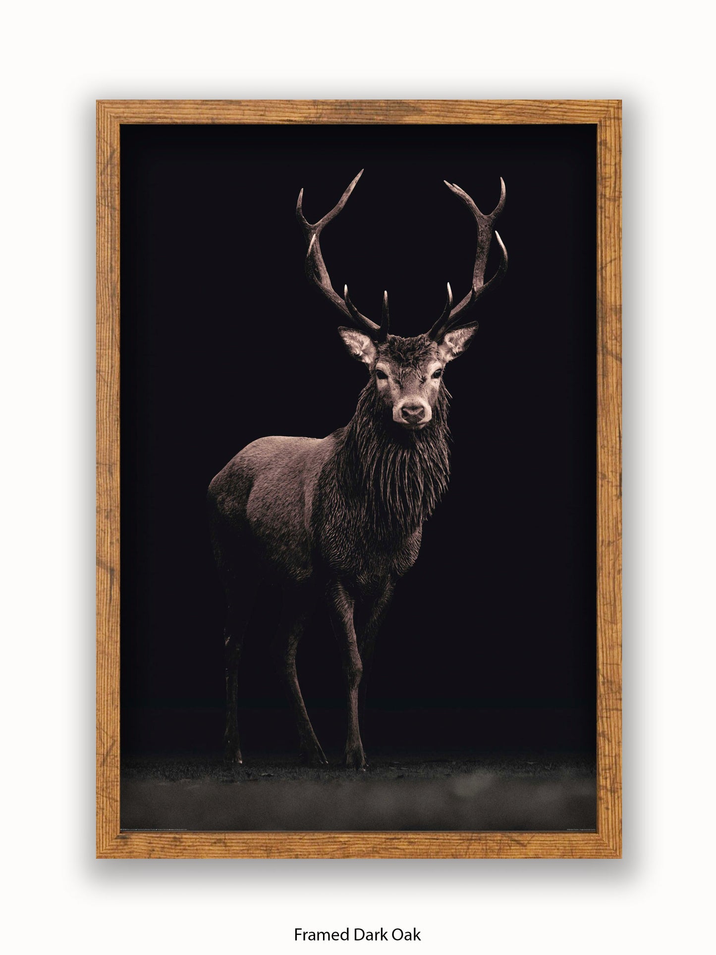 Highland Stag Black Background Poster