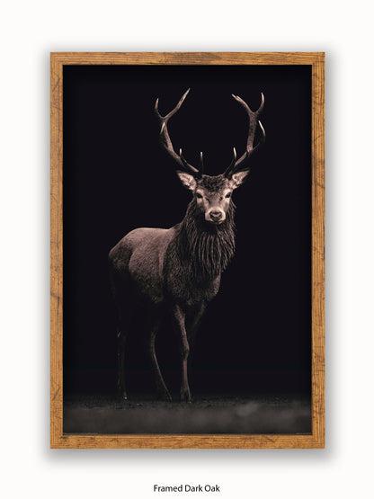 Highland Stag Black Background Poster