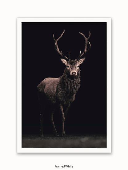 Highland Stag Black Background Poster