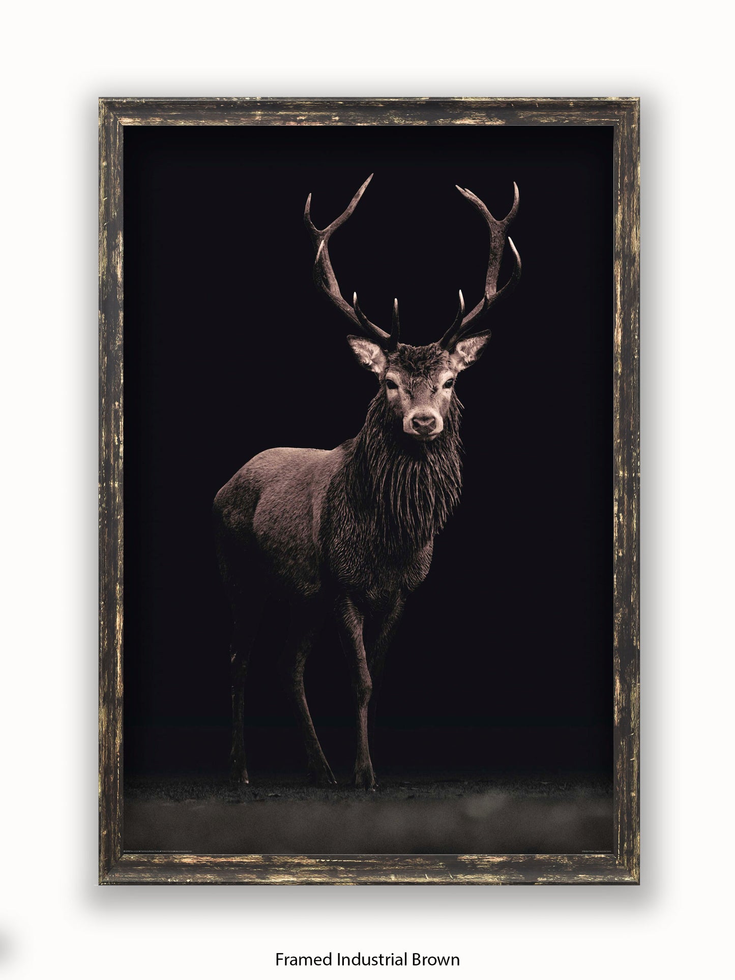 Highland Stag Black Background Poster
