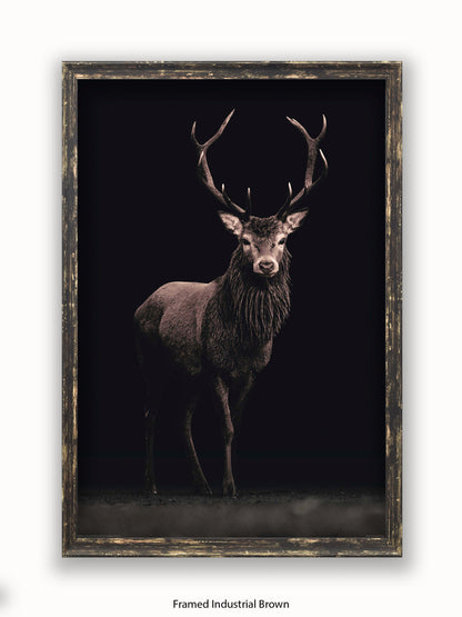 Highland Stag Black Background Poster