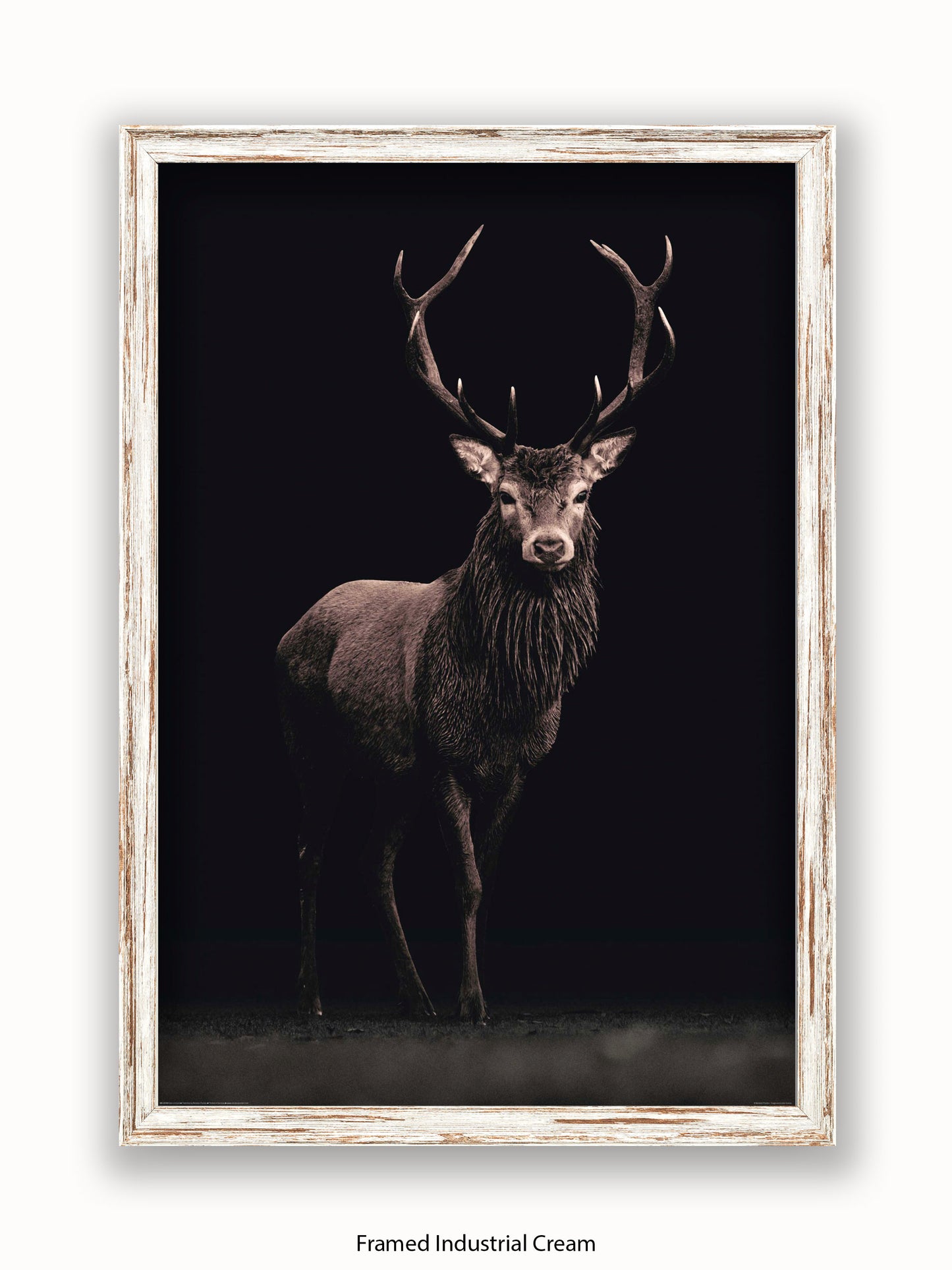 Highland Stag Black Background Poster