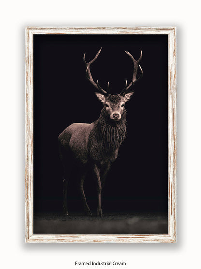Highland Stag Black Background Poster