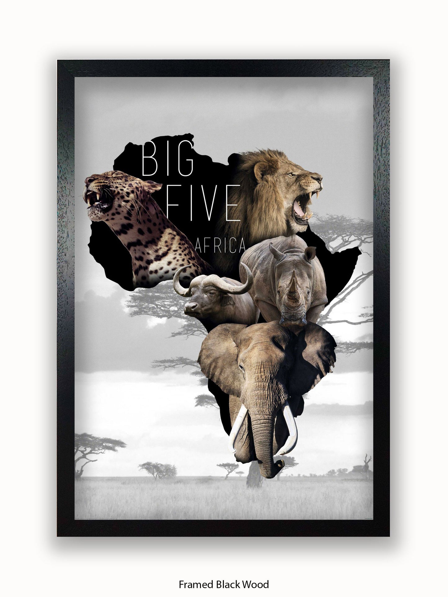 African Animals The Big Five Poster