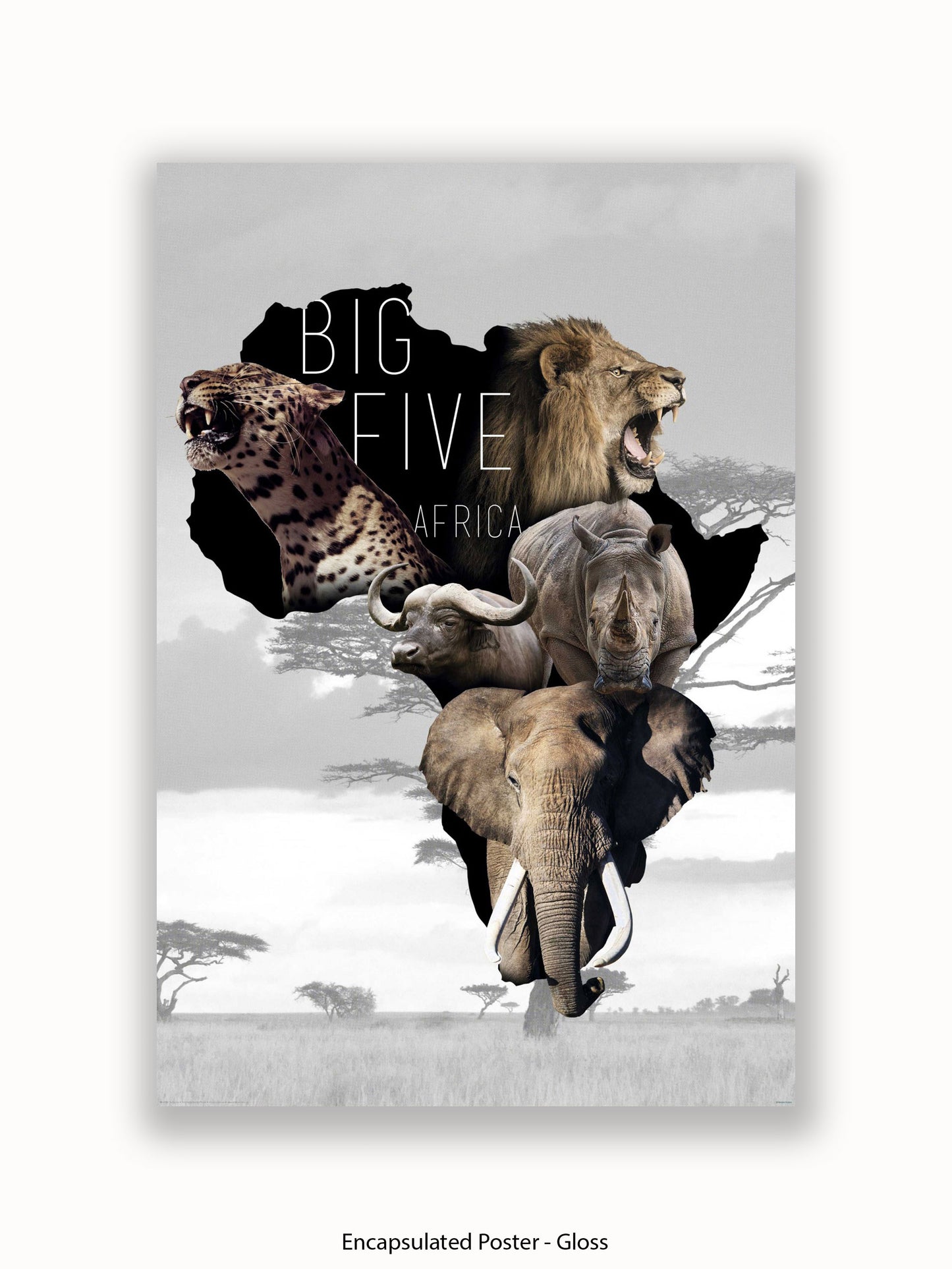 African Animals The Big Five Poster