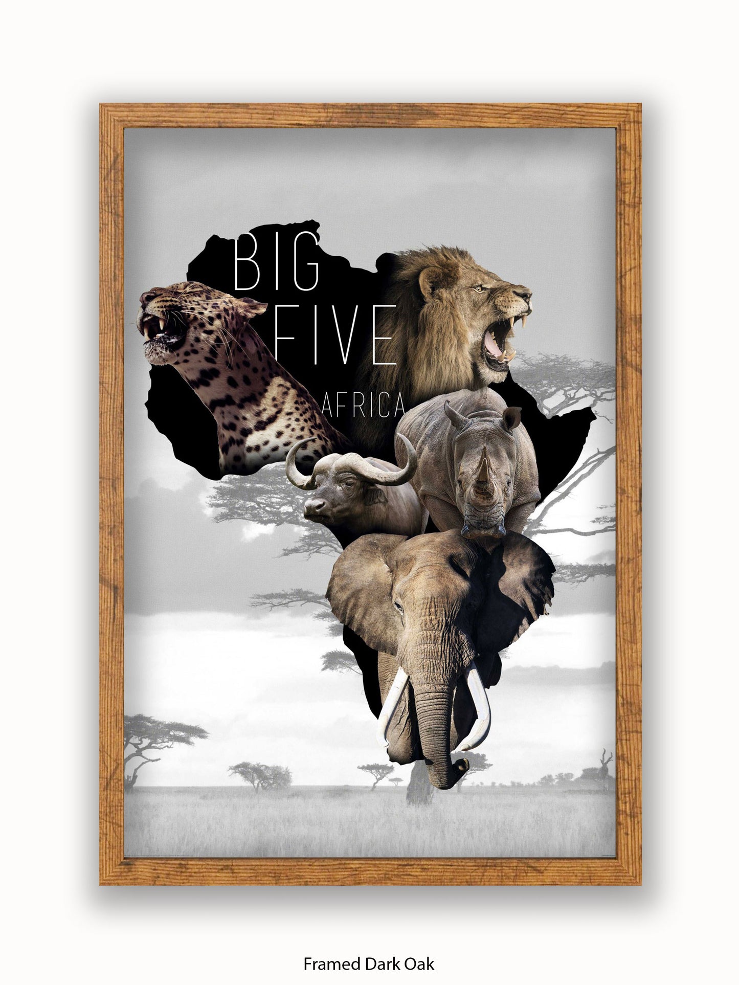 African Animals The Big Five Poster