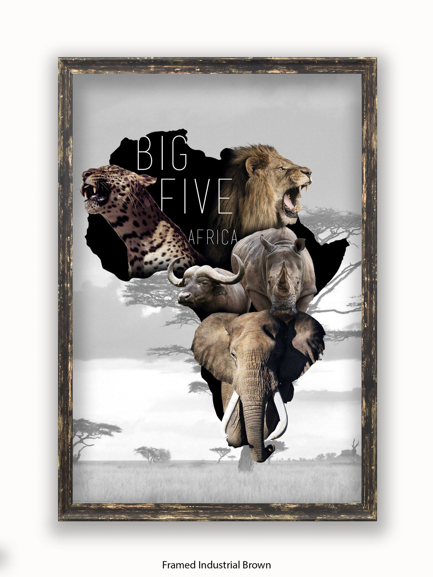 African Animals The Big Five Poster