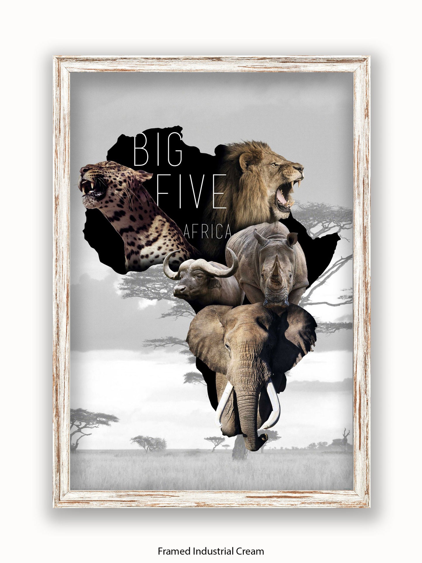 African Animals The Big Five Poster
