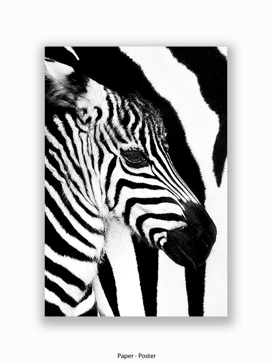 Zebra Mare & Foal Poster