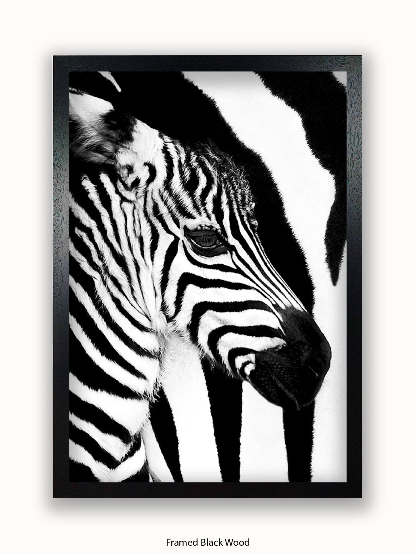 Zebra Mare & Foal Poster