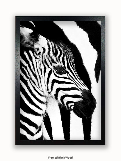 Zebra Mare & Foal Poster