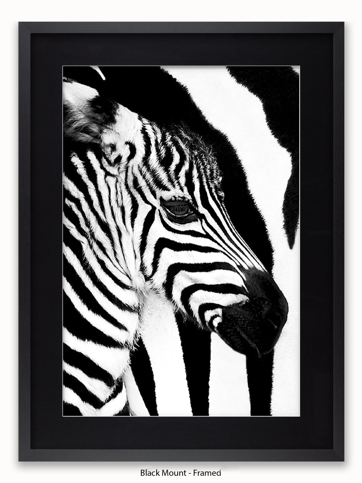 Zebra Mare & Foal Poster