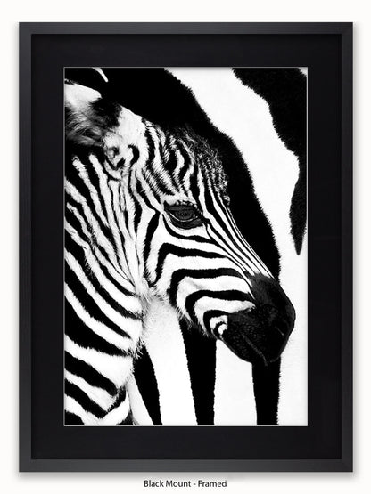 Zebra Mare & Foal Poster