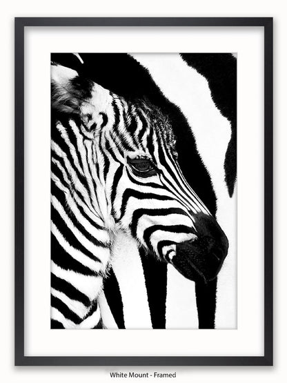 Zebra Mare & Foal Poster