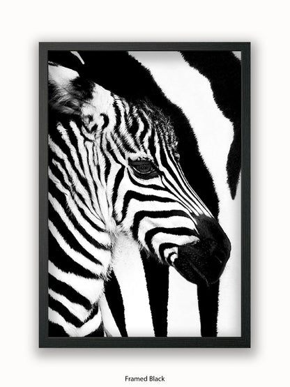 Zebra Mare & Foal Poster