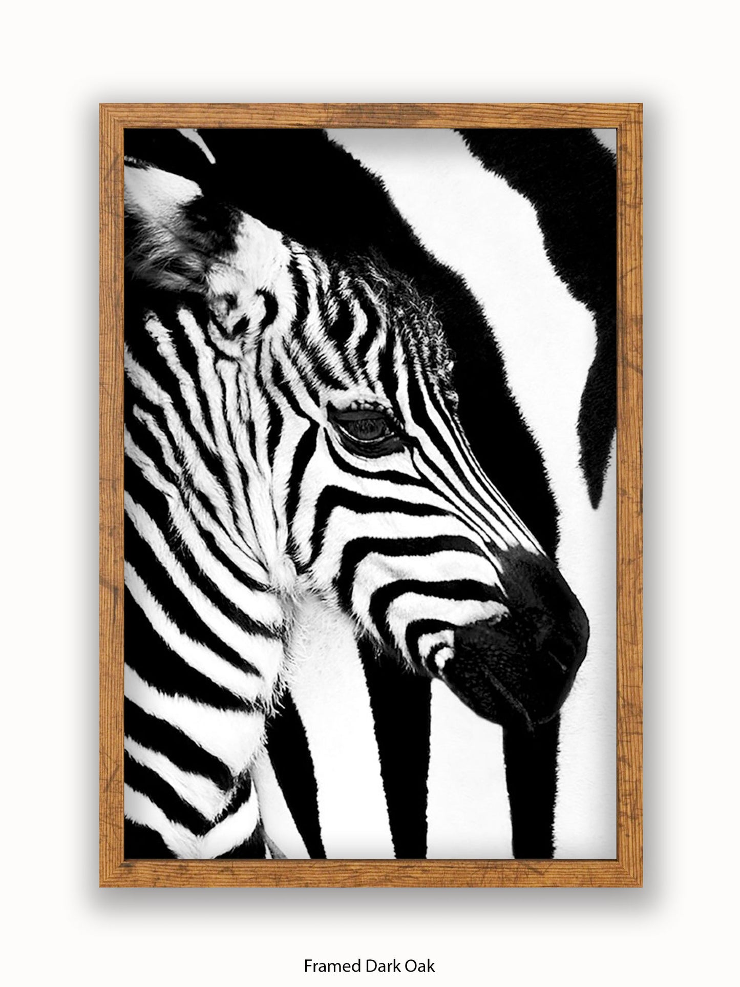 Zebra Mare & Foal Poster
