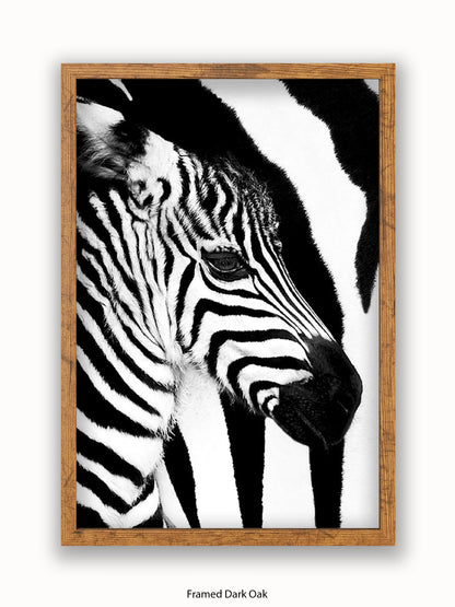 Zebra Mare & Foal Poster
