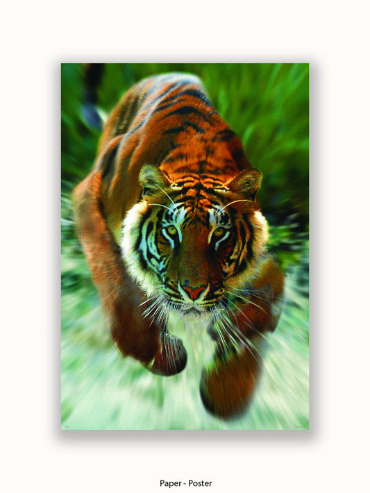 Siberian Tiger Running Poster